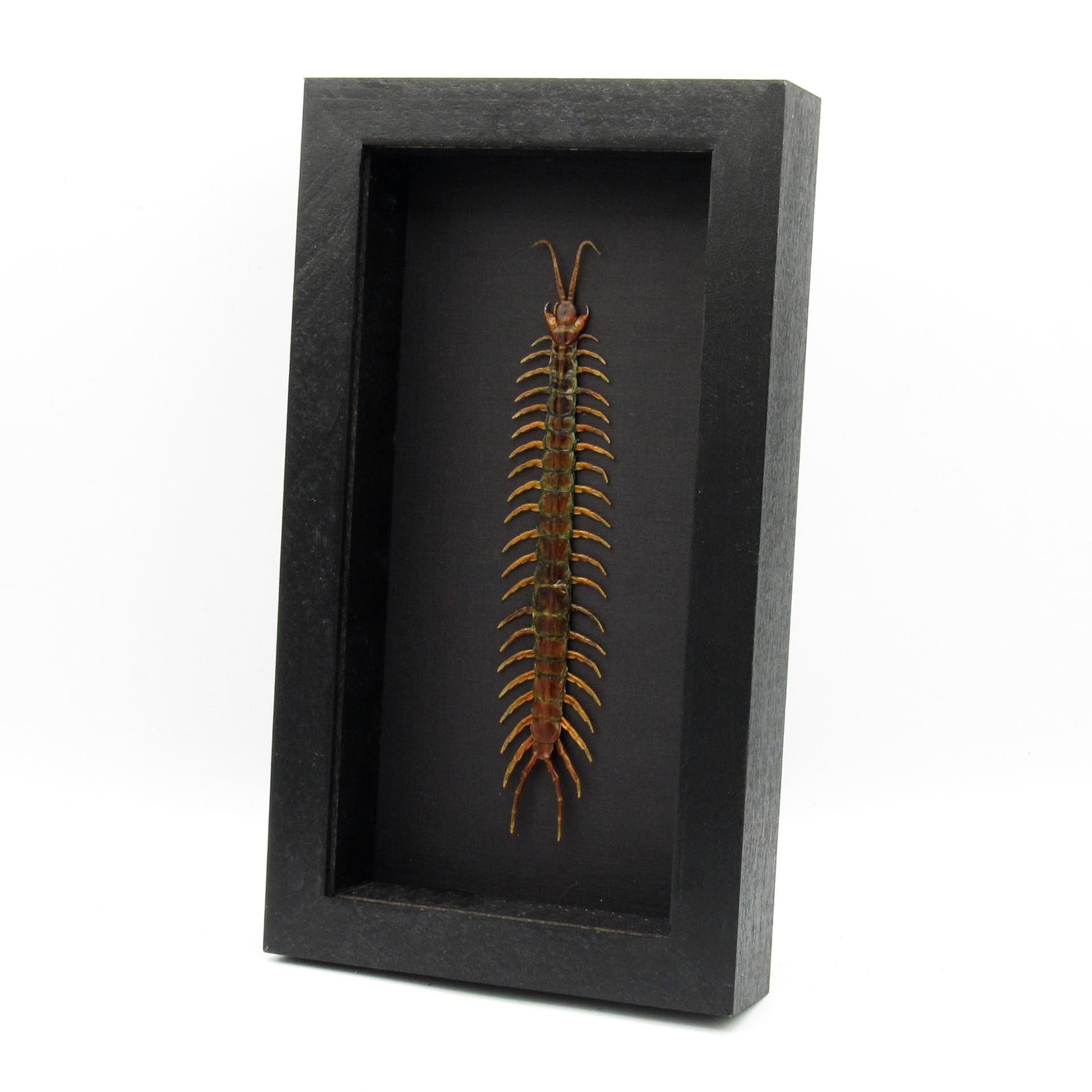 Real Giant Tanzanian Blue Ringleg Centipede framed taxidermy - Scolopendra morsitans