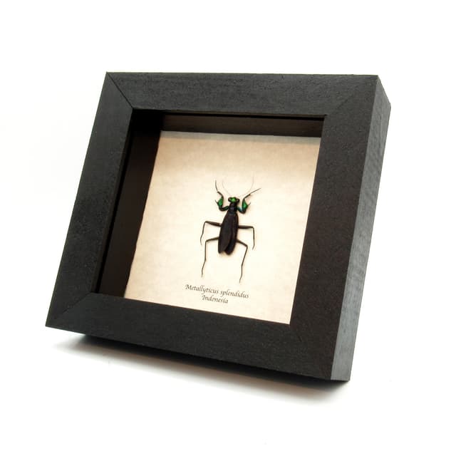 Real metallic mantis framed taxidermy - Metallyticus splendidus - female