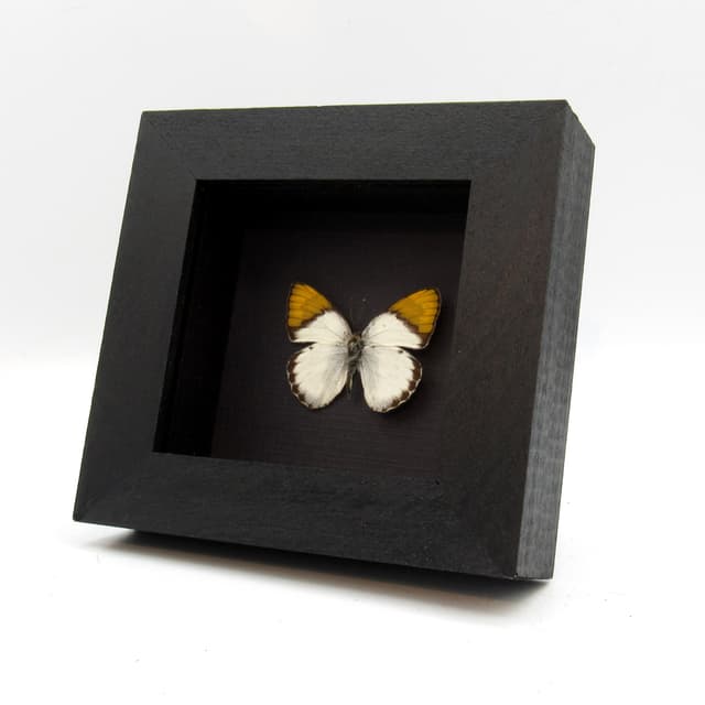 Real Golden Tip butterfly framed taxidermy - Colotis hildebrandtii