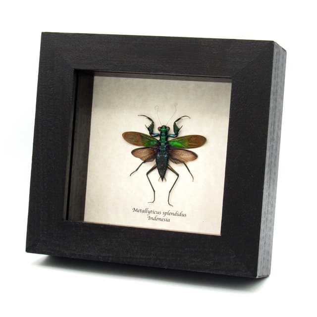 Real metallic mantis framed taxidermy - Metallyticus splendidus