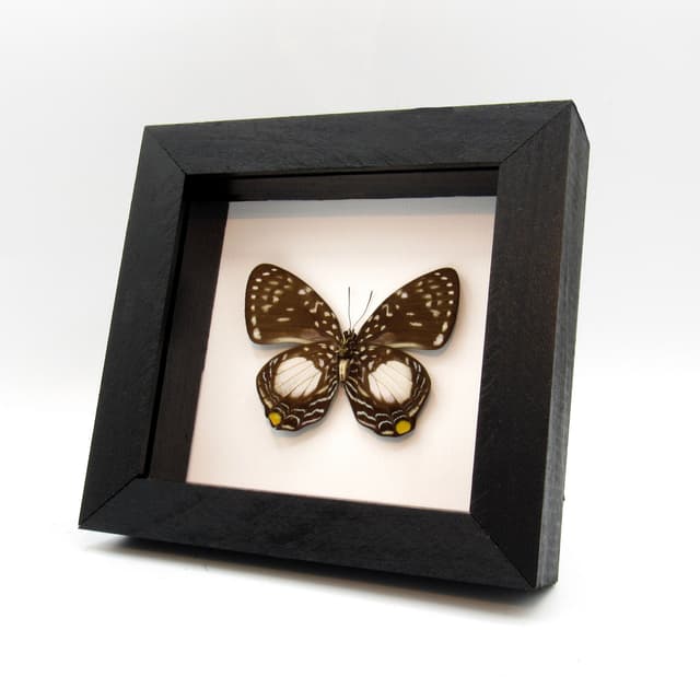 Real framed butterfly taxidermy - Prothoe australis hewitsoni - female