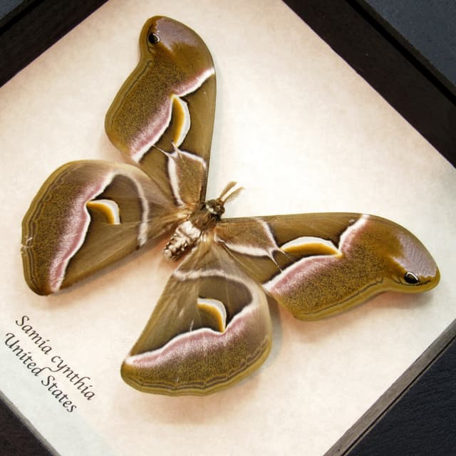 Real invasive Ailanthus silkmoth framed taxidermy - Samia cynthia