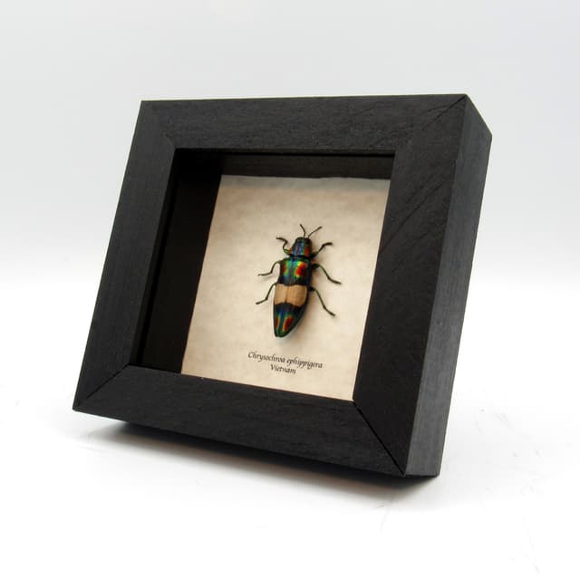 Real metallic rainbow beetle framed taxidermy - Chrysochroa ephippigera