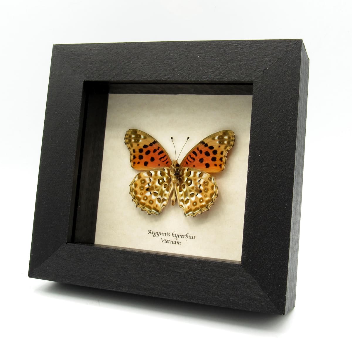 Real Indian Fritillary butterfly framed taxidermy - Argynnis hyperbius