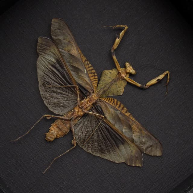 Real framed taxidermy Dead Leaf praying mantis - Deroplatys lobata