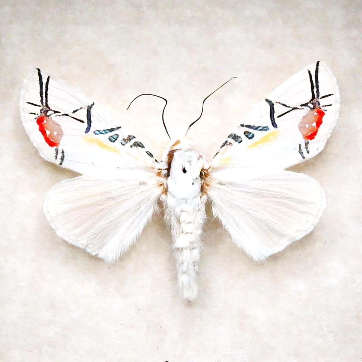 Rare metallic Picasso moth framed taxidermy - Baorisa hieroglyphica