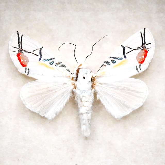 Rare metallic Picasso moth framed taxidermy - Baorisa hieroglyphica