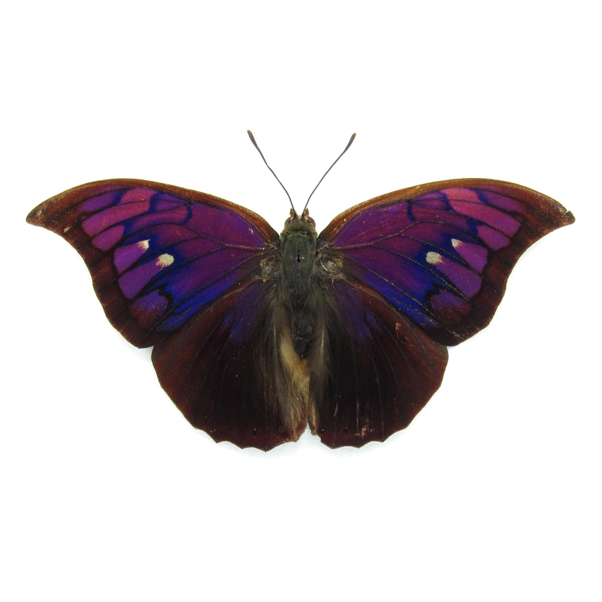 Rare purple butterfly framed taxidermy - Anaea tyrianthina - Victorian mount