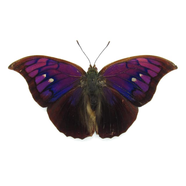 Rare purple butterfly framed taxidermy - Anaea tyrianthina - Victorian mount