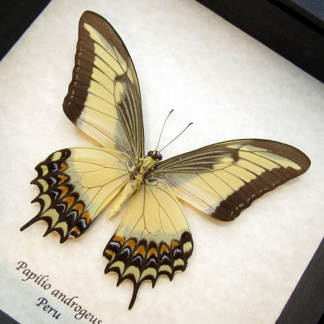 Large yellow Queen Swallowtail framed taxidermy - Papilio androgeus