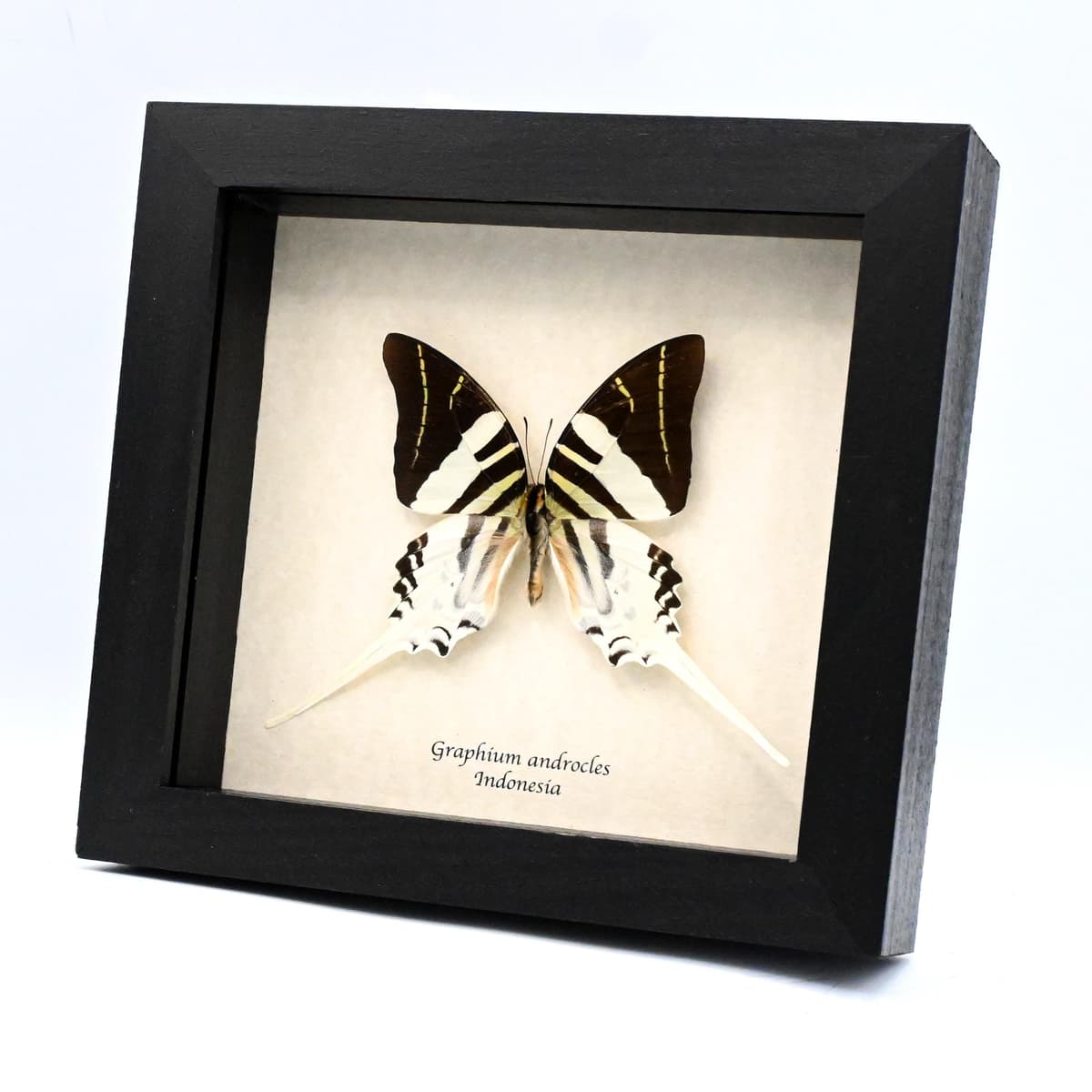 Real Giant Swordtail butterfly framed taxidermy - Graphium androcles