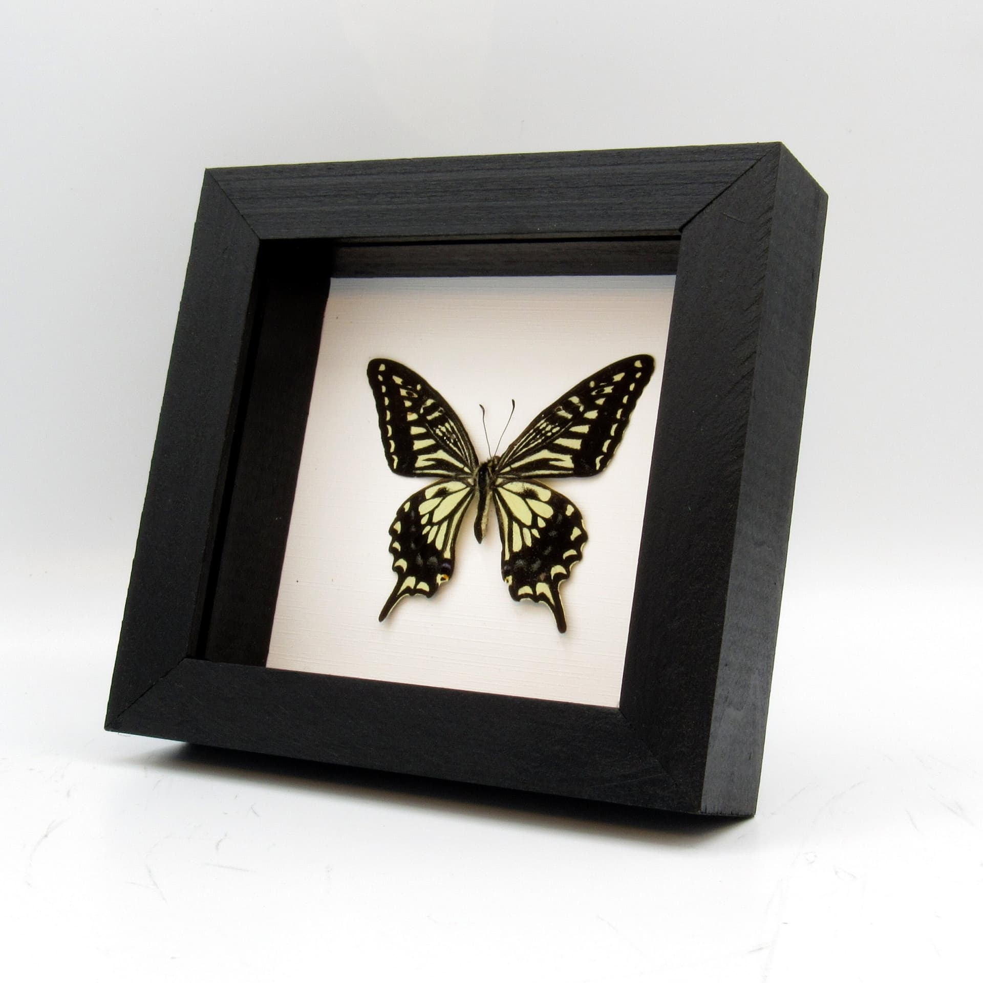 Real Swallowtail butterfly framed taxidermy - Papilio xuthus