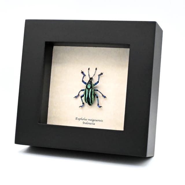 Rare Weevil beetle framed taxidermy - Eupholus waigeuensis