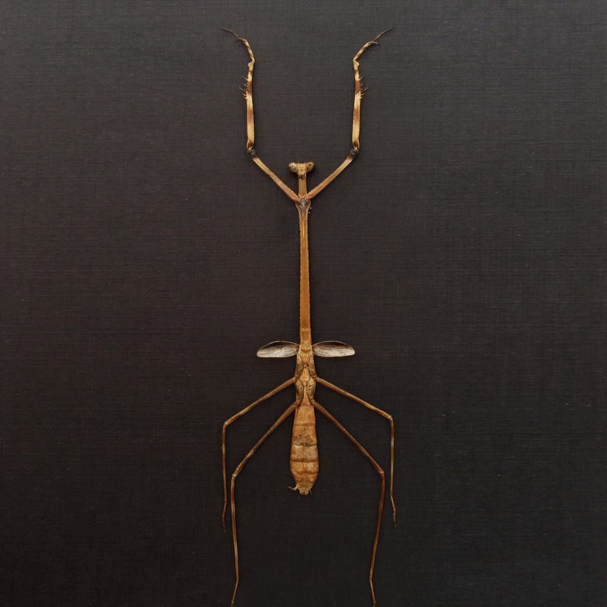 Rare Giraffe mantis framed taxidermy - Euchomenella heteroptera