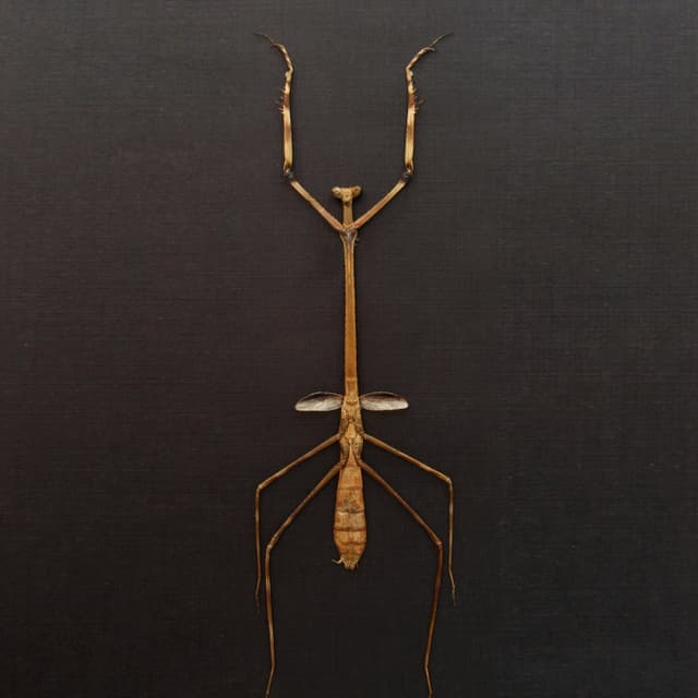 Rare Giraffe mantis framed taxidermy - Euchomenella heteroptera