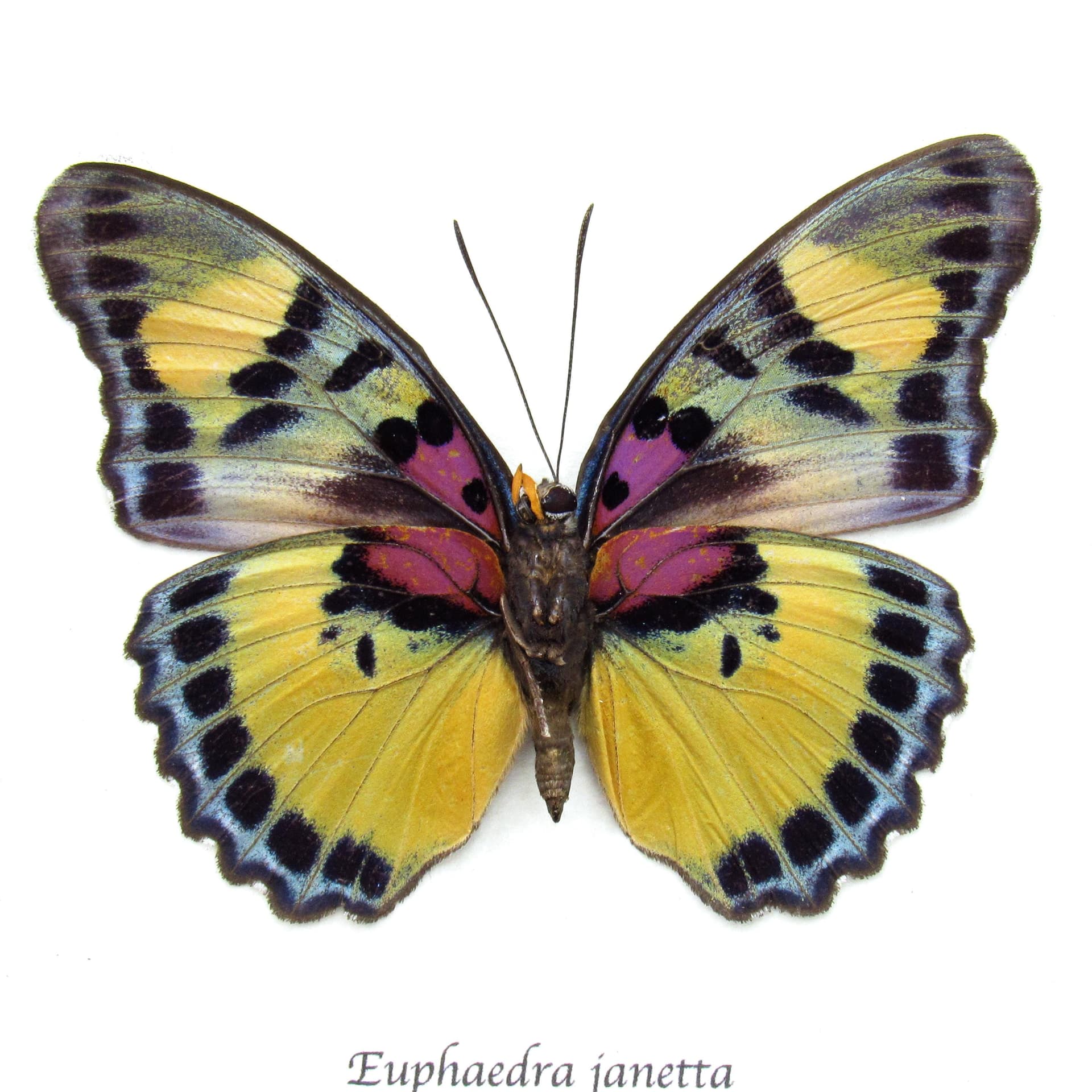 Rare Forester butterfly framed taxidermy - Euphaedra janetta - female