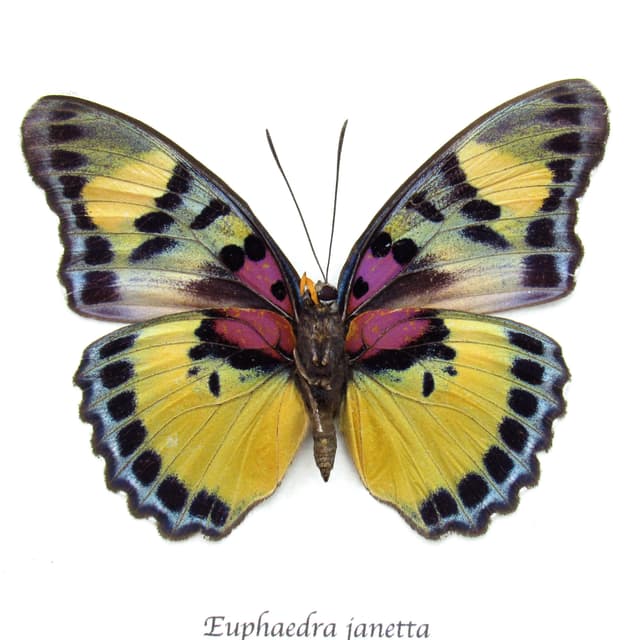 Rare Forester butterfly framed taxidermy - Euphaedra janetta - female