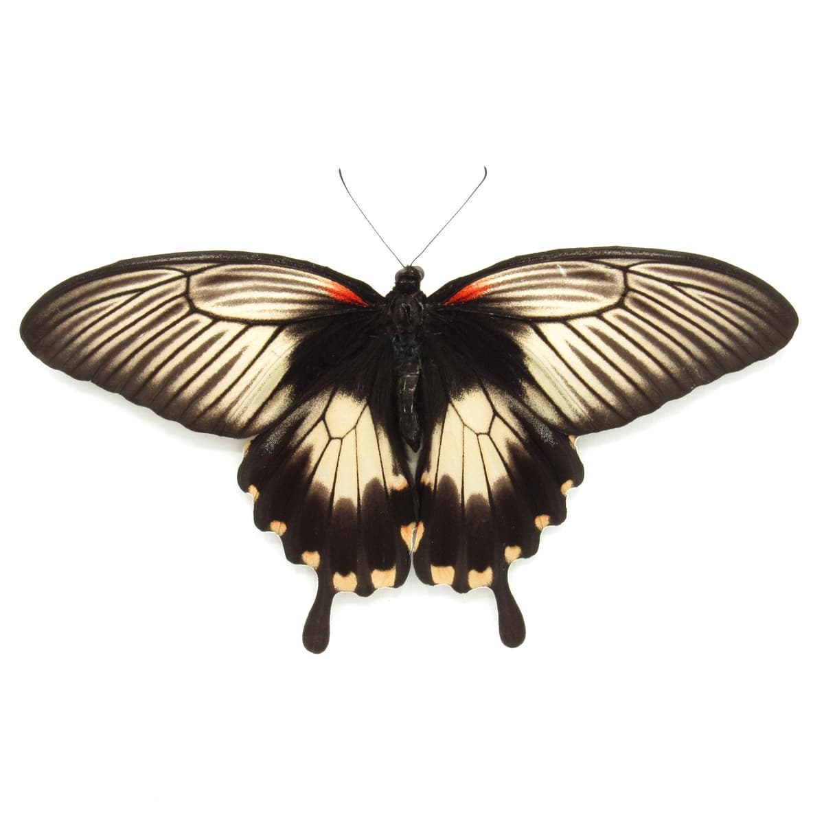 Rare XXL Swallowtail butterfly framed taxidermy - Papilio deiphobus - female - Victorian mount