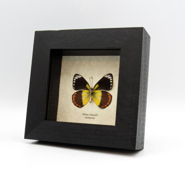 Rare yellow Delias butterfly framed taxidermy - Delias lemoulti - female
