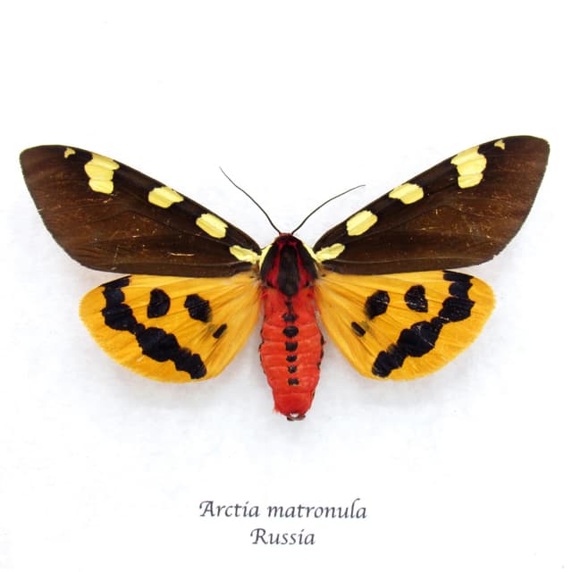Real Giant Tiger moth framed taxidermy - Arctia matronula