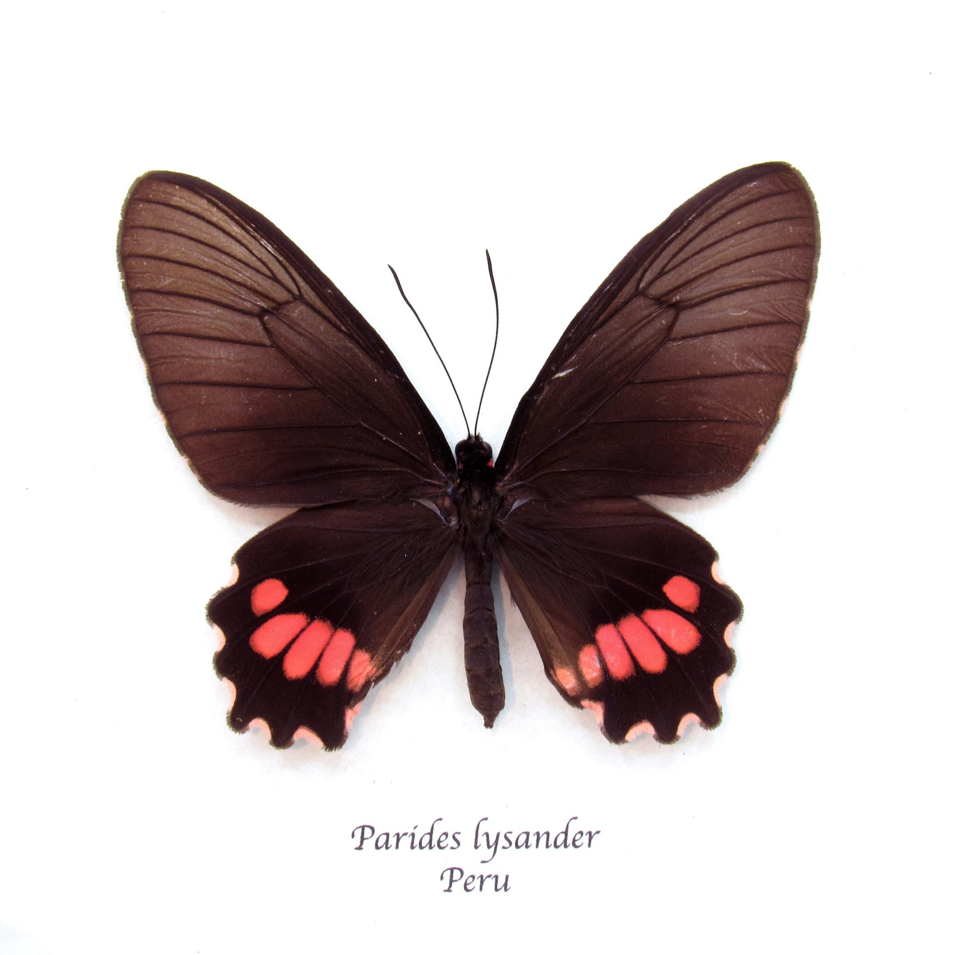 Real pink Cattleheart butterfly framed taxidermy - Parides lysander - female