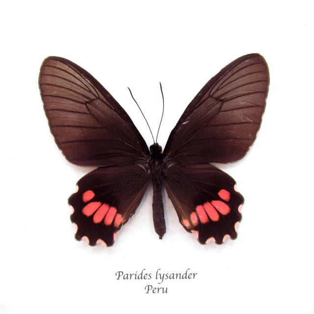 Real pink Cattleheart butterfly framed taxidermy - Parides lysander - female