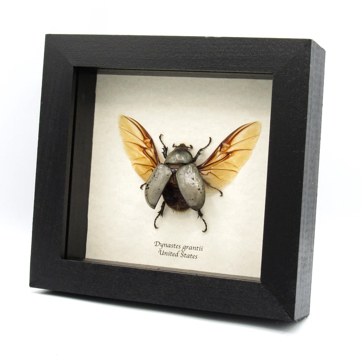 Real Western Hercules beetle framed taxidermy - Dynastes grantii - large female