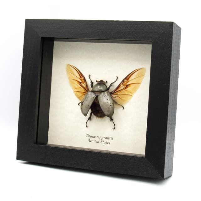 Real Western Hercules beetle framed taxidermy - Dynastes grantii - large female