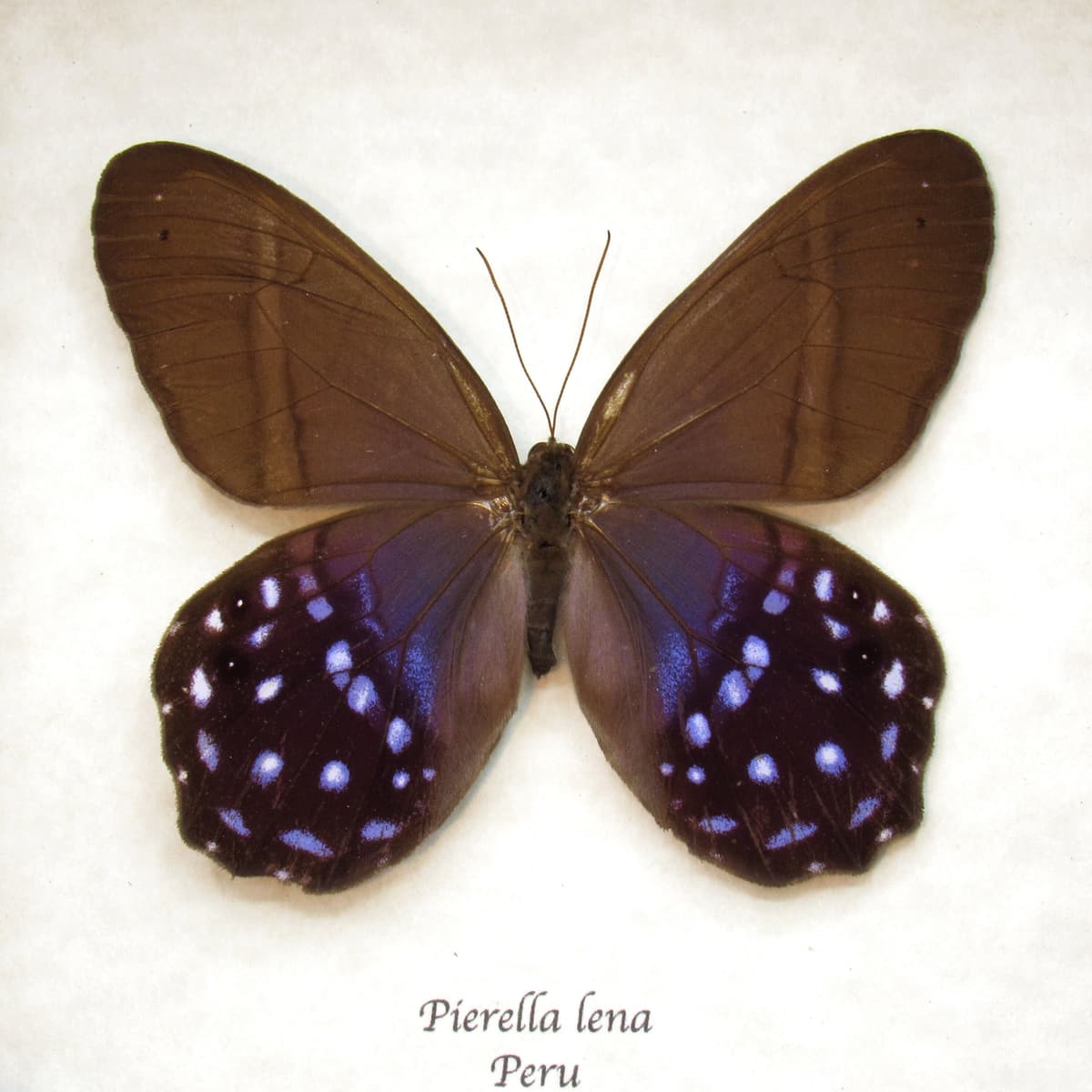 Real purple butterfly framed taxidermy - Pierella lena - large female