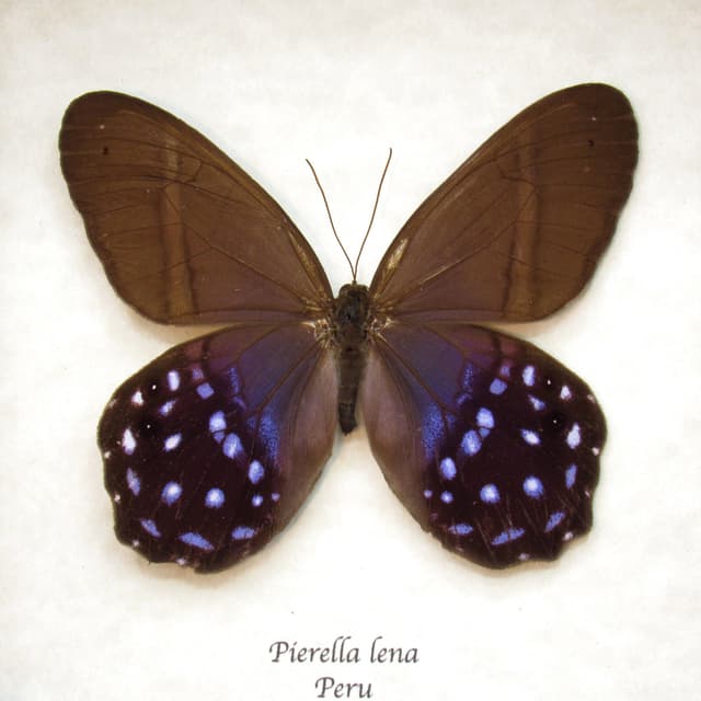 Real purple butterfly framed taxidermy - Pierella lena - large female