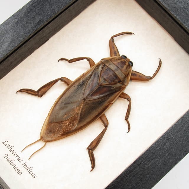 Real Giant Water Bug framed taxidermy - Lethocerus indicus