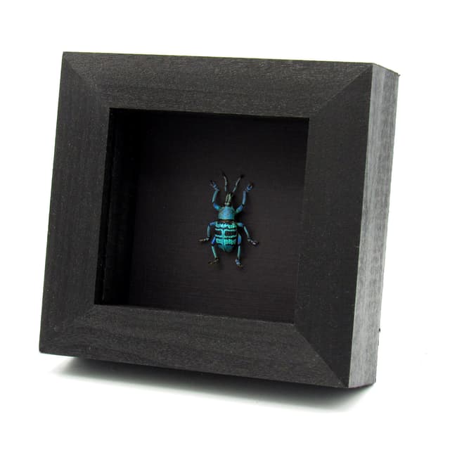 Rare blue weevil framed taxidermy - Eupholus bortolussii
