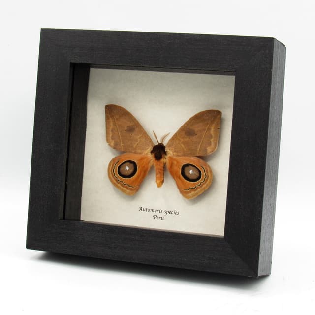 Real Saturn moth framed taxidermy - Automeris species