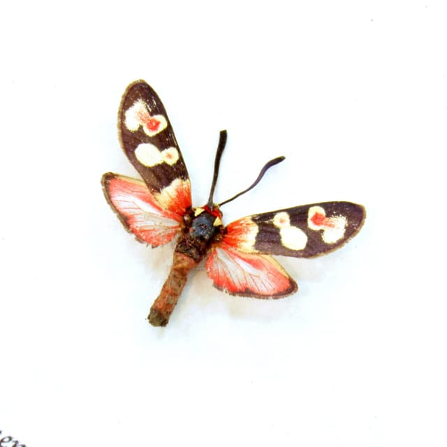 Real tiny red Burnet moth framed taxidermy - Zygaena truchmena