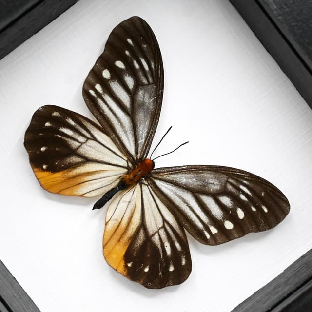 Real Freak butterfly framed taxidermy - Calinaga buddha