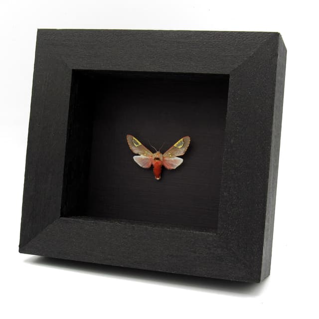 Rare tiny red Noctuid moth framed taxidermy - Bertholdia trigona