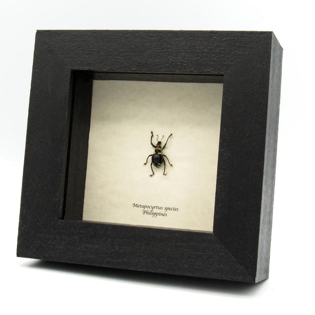 Rare weevil beetle framed specimen - Metapocyrtus species