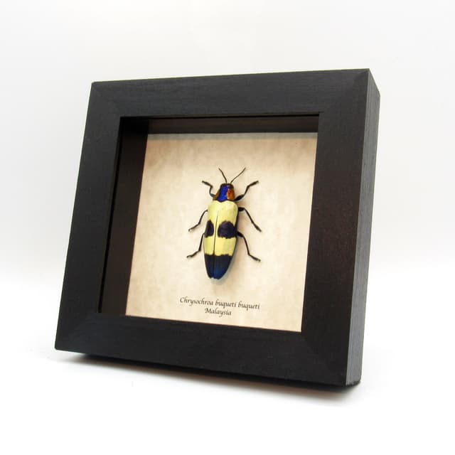 Real metallic purple beetle framed taxidermy - Chrysochroa buqueti buqueti
