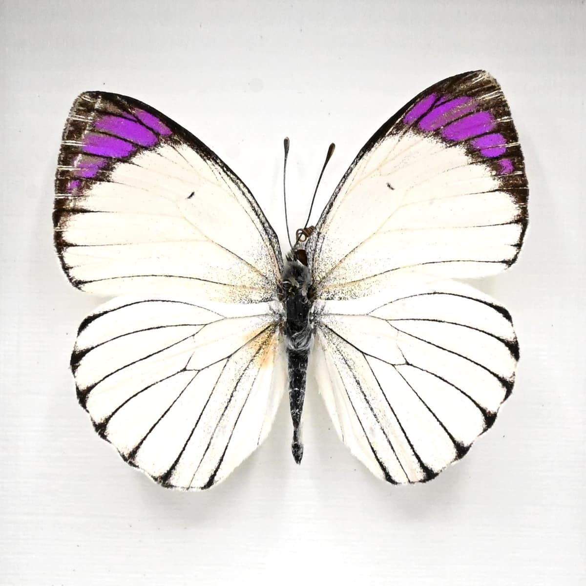 Real Purple Tip butterfly framed taxidermy - Colotis ione