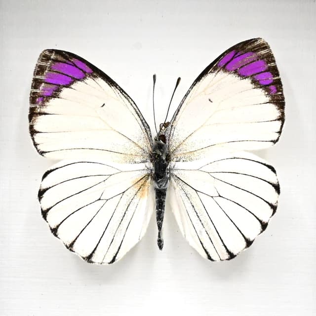Real Purple Tip butterfly framed taxidermy - Colotis ione