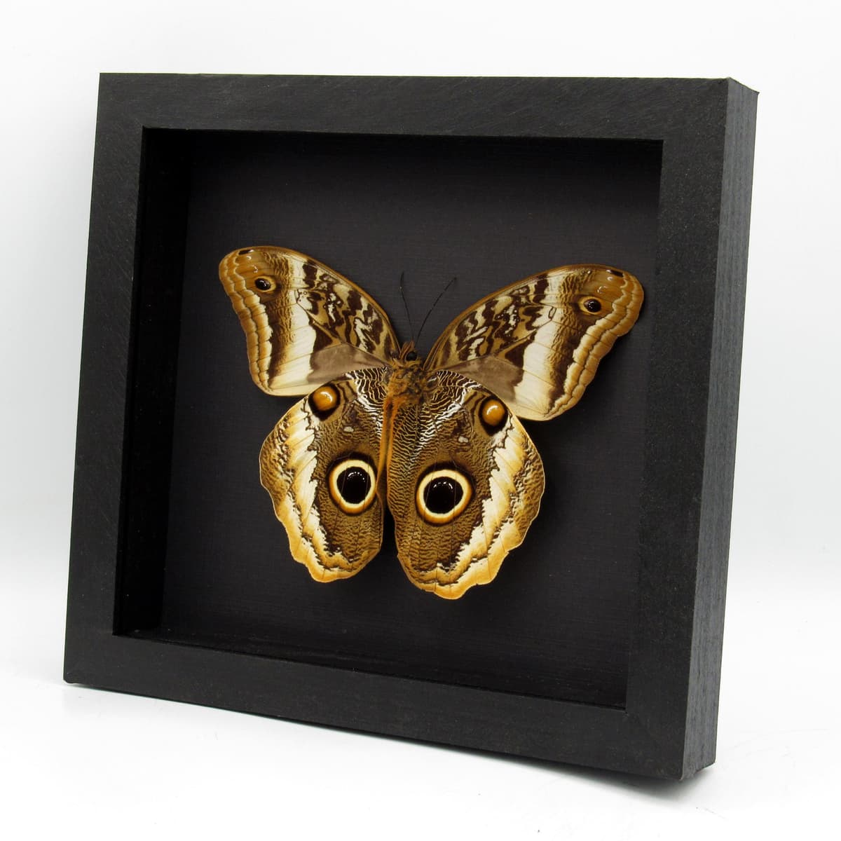 Real XL Golden Owl butterfly framed taxidermy - Caligo atreus