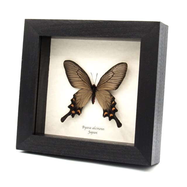 Real framed Swallowtail butterfly specimen - Byasa alcinous - female