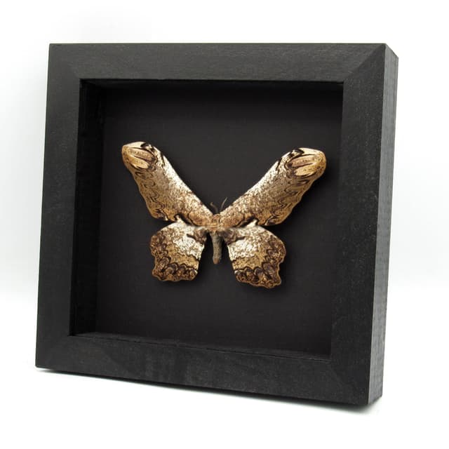 Rare Giant Saturn moth framed taxidermy - Loxolomia serpentina
