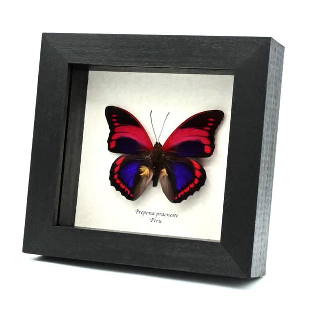 Rare Fuchsia Brush-footed butterfly framed taxidermy - Prepona praeneste