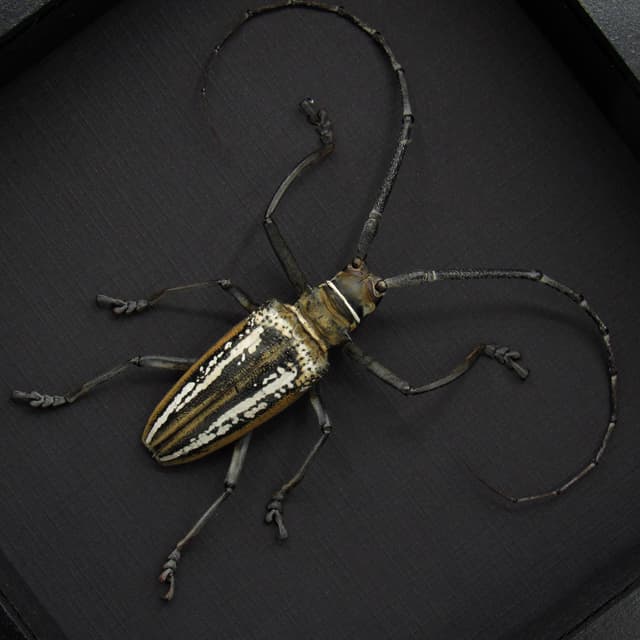 Rare Wallace’s Longhorn beetle framed taxidermy - Batocera wallacei