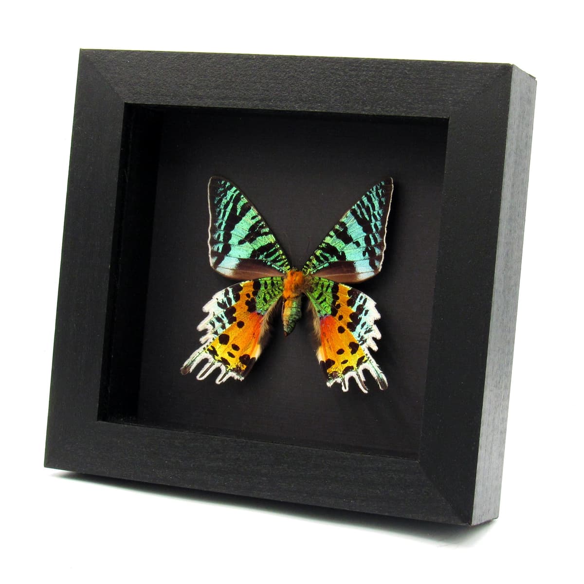 Real Rainbow Sunset moth framed taxidermy - Urania ripheus