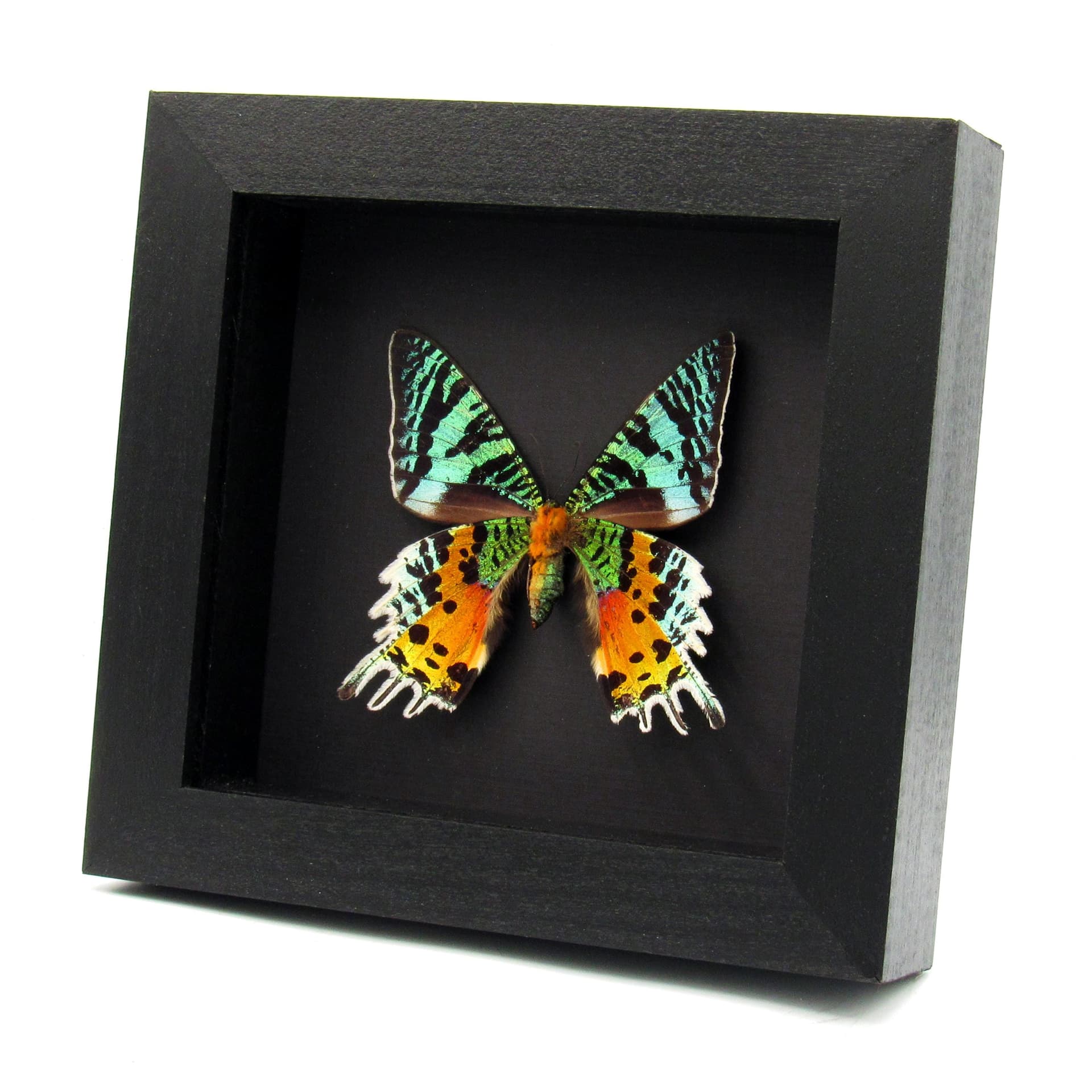 Real Rainbow Sunset moth framed taxidermy - Urania ripheus