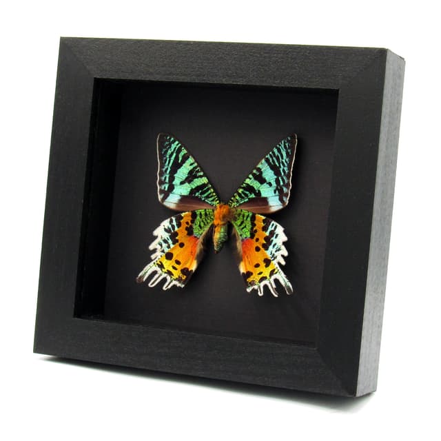 Real Rainbow Sunset moth framed taxidermy - Urania ripheus