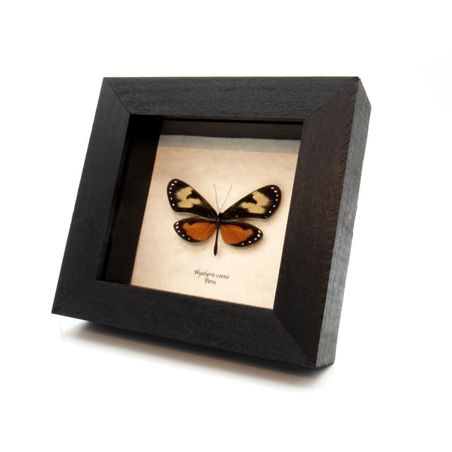 Real orange Ithomiine butterfly framed taxidermy - Hyalyris coeno