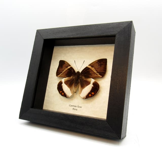 Real Banana Stem moth framed taxidermy - Castnia licus